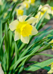 Daffodils in the spring garden. Spring flowering, blossom