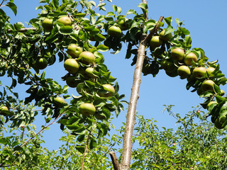 branch with ripe apples in the garden