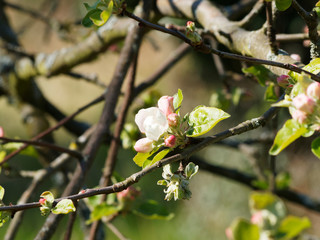 (Malus domestica) Gros plan sur fleurs aux pétales blancs et boutons roses, feuillage naissant vert frais, d'un pommier domestique sous un ciel bleu printanier