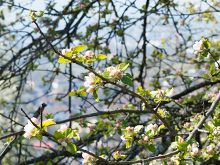 (Malus domestica) Floraison printanière blanche et rose dans un feuillage vert frais du pommier commun