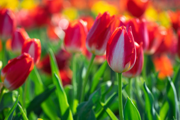 チューリップの花　春イメージ