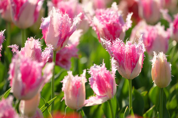 チューリップの花　春イメージ