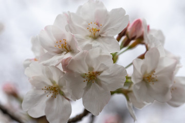 Naklejka na ściany i meble 桜の花をクローズアップ撮影