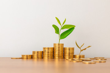 Finance and Investment concept. Growing Money and plant on coins.