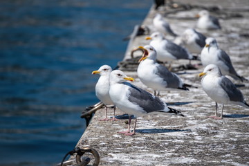 Seagulls resting on the breakwater at takamatsu fishing port , Takamatsu city, Kagawa, Shikoku, Japan
