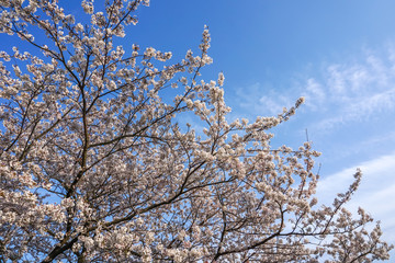 桜の花　春イメージ