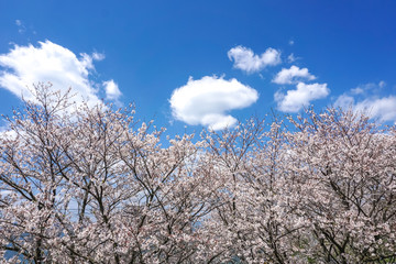 桜の花　春イメージ