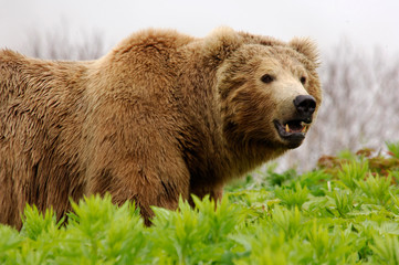 Obraz premium brown bear in the woods