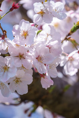 桜の花　春イメージ