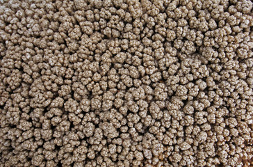 background of buckwheat