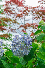 梅雨の時期だけに輝きを増す紫陽花。