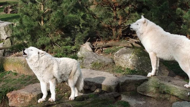 Three wolves howl in the Zoo of Berlin - they wait for their food and talk to each other. An impressive picture of the wolves normally only seen them like this in the nature - Two - High quality shot