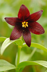 red and yellow flower