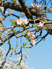 (Malus domestica) Gros plan sur fleurs roses en bouton d'un pommier domestique aux branches dénudées sous un ciel bleu printanier
