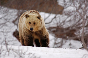 brown bear in the snow