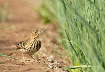 Closeup of  a Red throated pipit at Buri farm, Bahrain