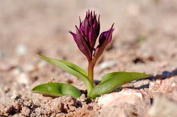 spring flower bud