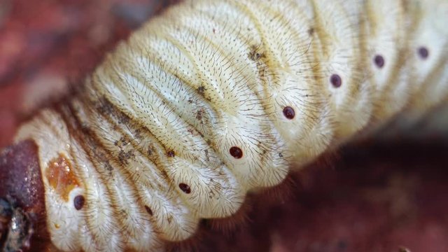 Beetles live in the soil footage 4K
