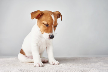 Jack Russel terrier puppy dog sitting on the gray background