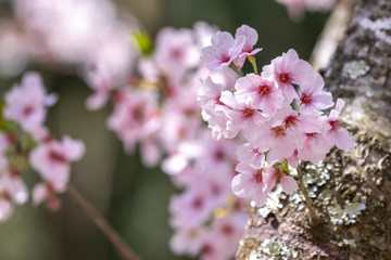 桜の花　春イメージ