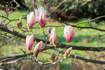 branch with unopened buds of pink-white magnolia bloom in early spring