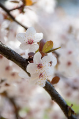 sprig of blooming white plum tree flowers on a blurred bokeh background