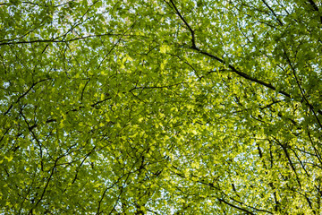 Fototapeta premium Green tree canopy in spring with fresh leaves. View from below