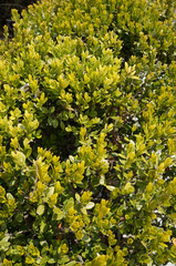 sprout of flower on the outdoor