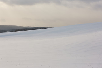 Snow field and several bushes of trees