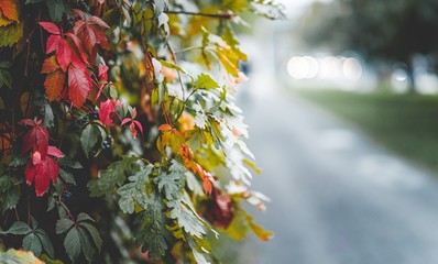 autumn leaves with bokeh background
