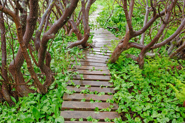 stairs in the forest