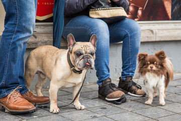 Bruges, Belgium - two cute domestic dogs are sitting next to their owners. One of them is French Bulldog breed.