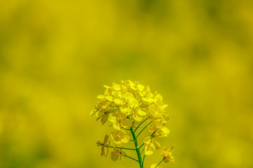 Obraz premium 菜の花 