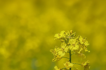 菜の花　