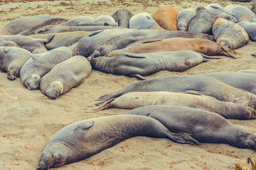 Fototapeta premium Sea Lions enjoying the day, California Coast, USA