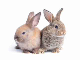 Two lovely brown rabbit isolated on white background. Lovely young rabbit sitting.