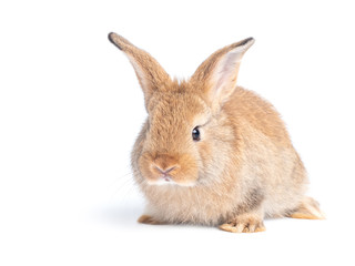 Red-brown cute rabbit isolated on white background. Lovely young brown rabbit.