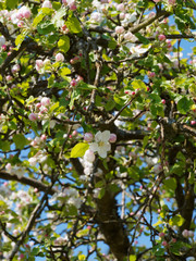 (Malus domestica) Floraison printanière blanche et rose dans un feuillage vert frais du pommier commun