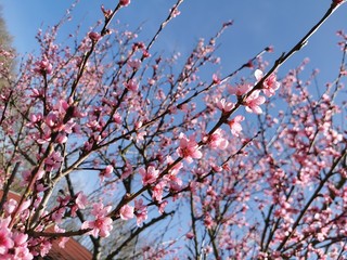 pink cherry blossom
