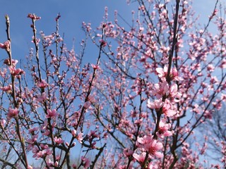 pink cherry blossom