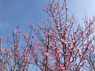 pink and blue