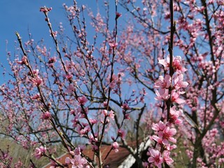 pink cherry blossom