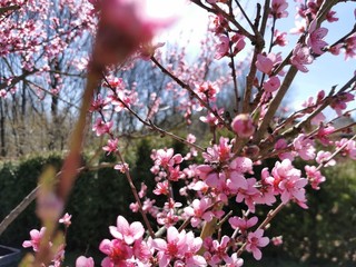 Peach blossom growing on a tree in spring with blue sky and shiny Sun shine