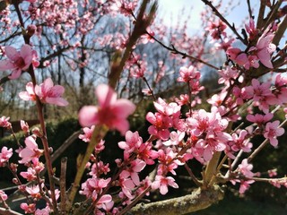 Peach blossom growing on a tree in spring with blue sky and shiny Sun shine