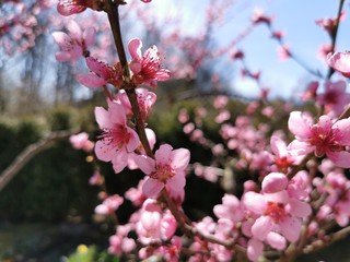 Peach blossom growing on a tree in spring with blue sky and shiny Sun shine