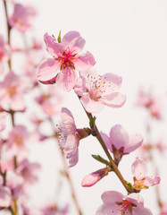 
soft pink flowers of a young peach tree on twigs on a white background
