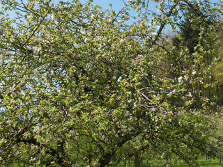 Fototapeta na wymiar (Malus domestica) Inflorescence du pommier domestique aux fleurs blanches et roses en bouton, feuillage vert à peine éclos
