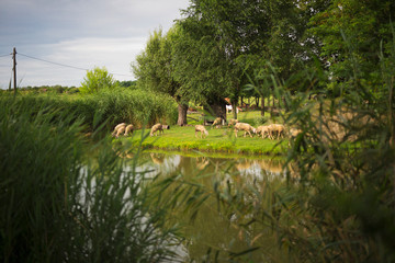 Flock of sheep on the farm with the small lake
