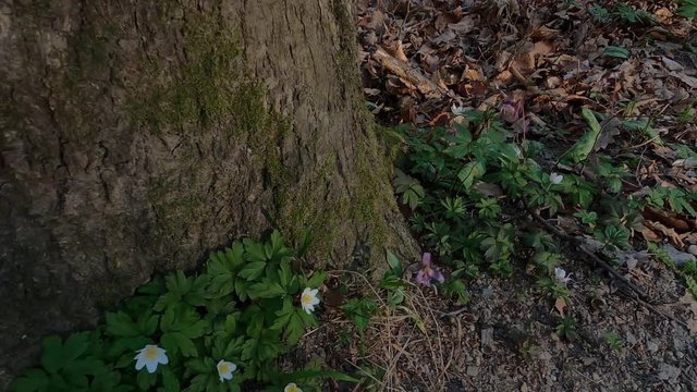 Early spring flowers on the forest soil the herald of spring.
