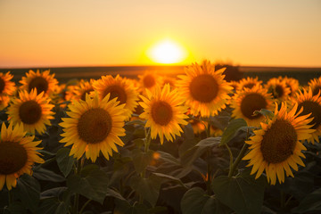 Sunflower field in golden sunset